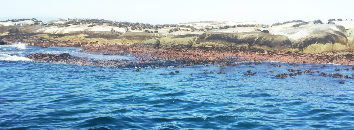 바위 위의 물개떼들.jpg