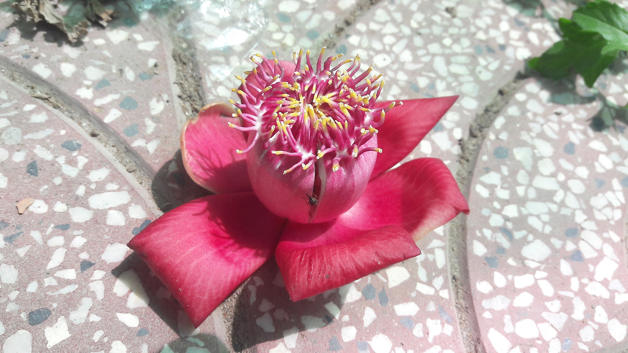 3. 수술이 항아리형인 살라꽃, 20180304_104834.jpg