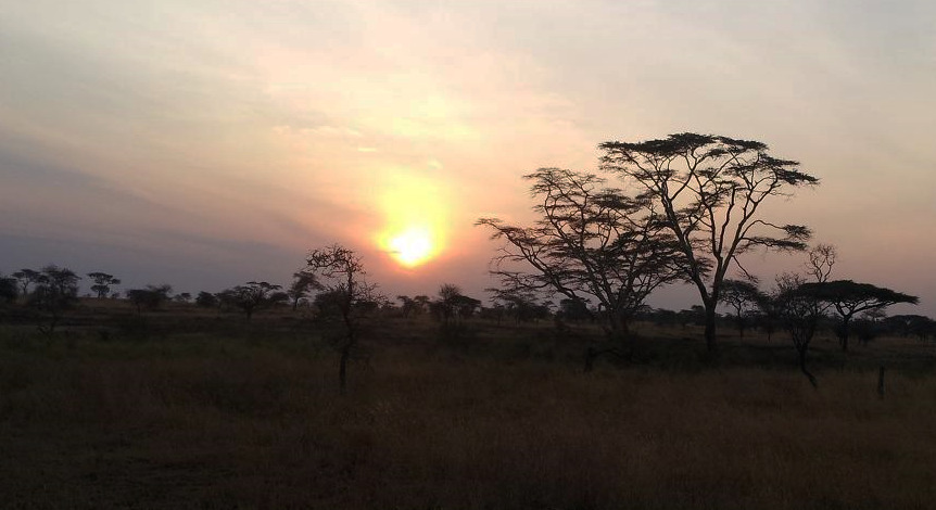 세렝게티의 일출.jpg