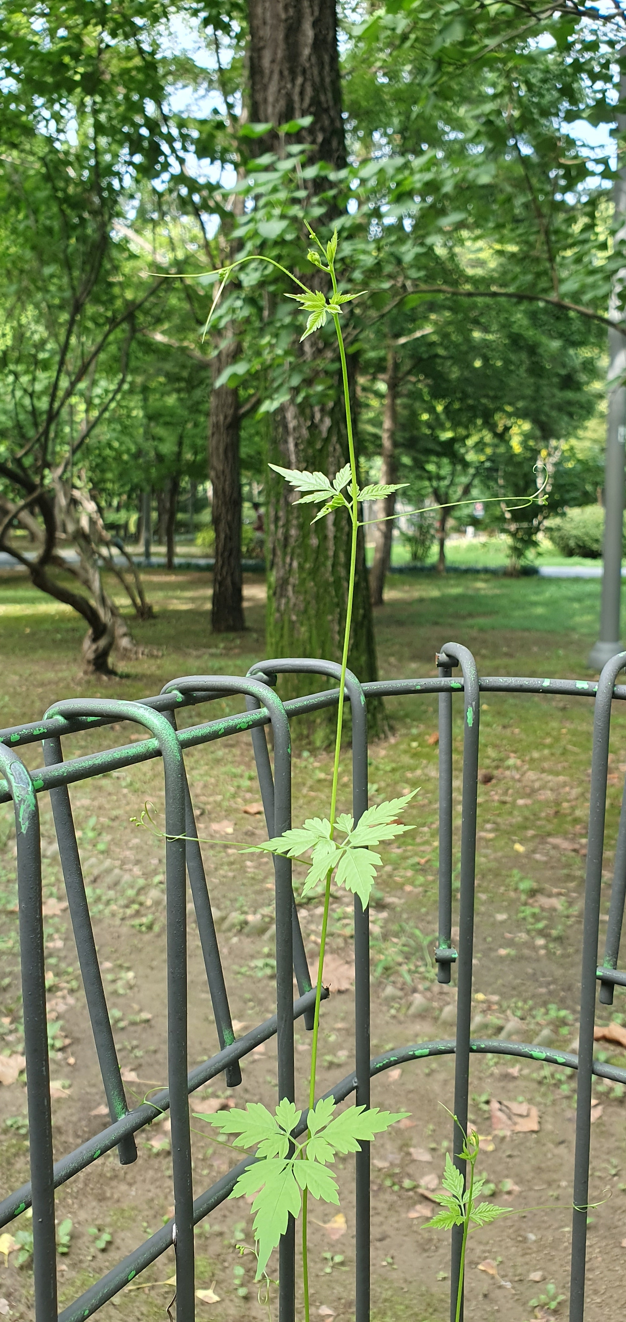 1.덩굴, 잎, 꽃대와 덩굴손, 20250904_161212.jpg