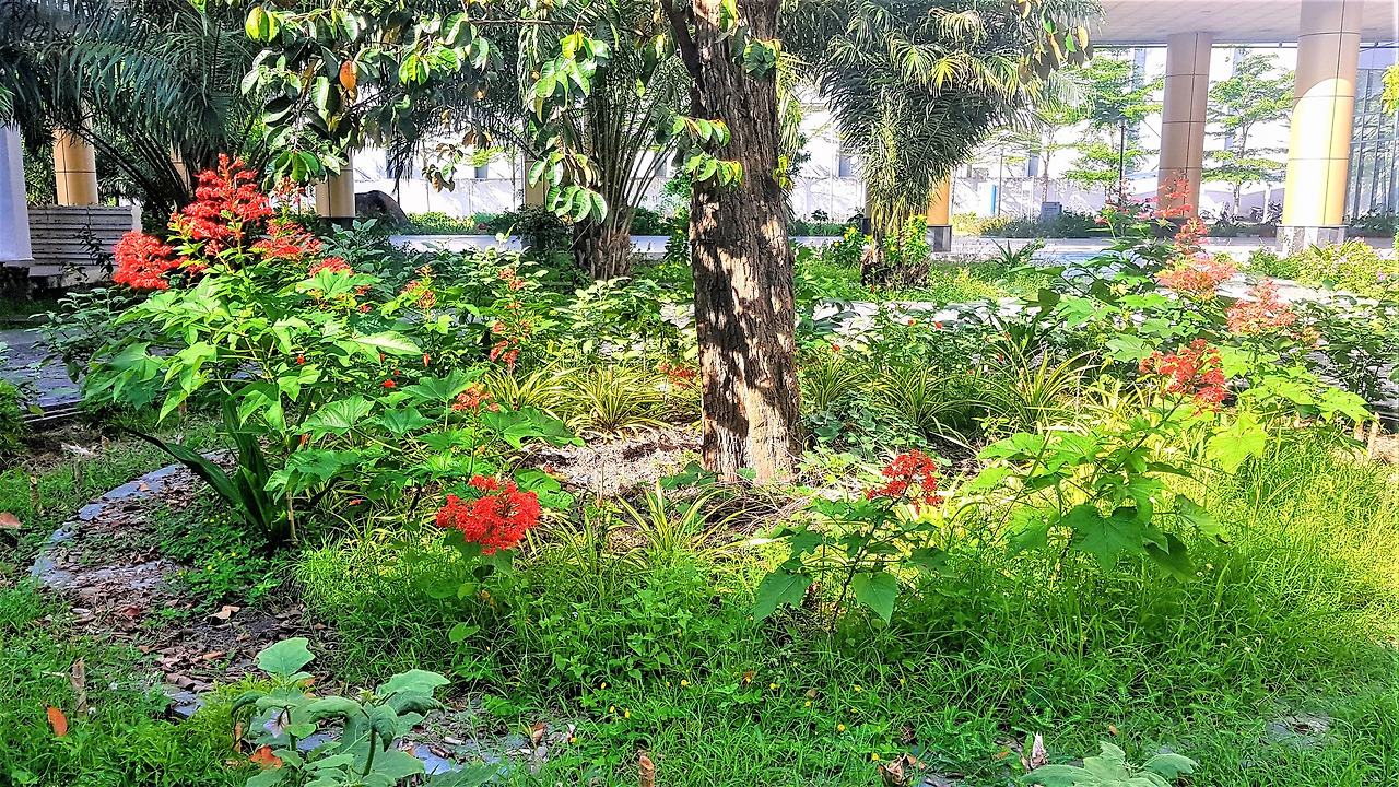 1.화단 관상용 파고다꽃.jpg