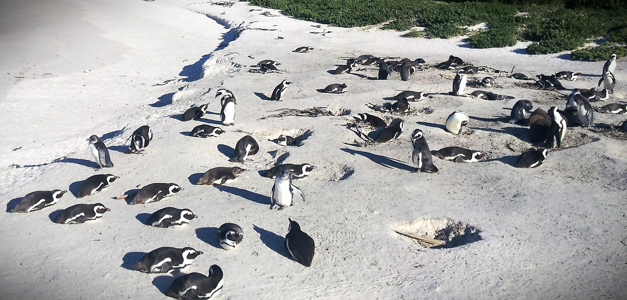 해안의 펭귄 무리1.jpg