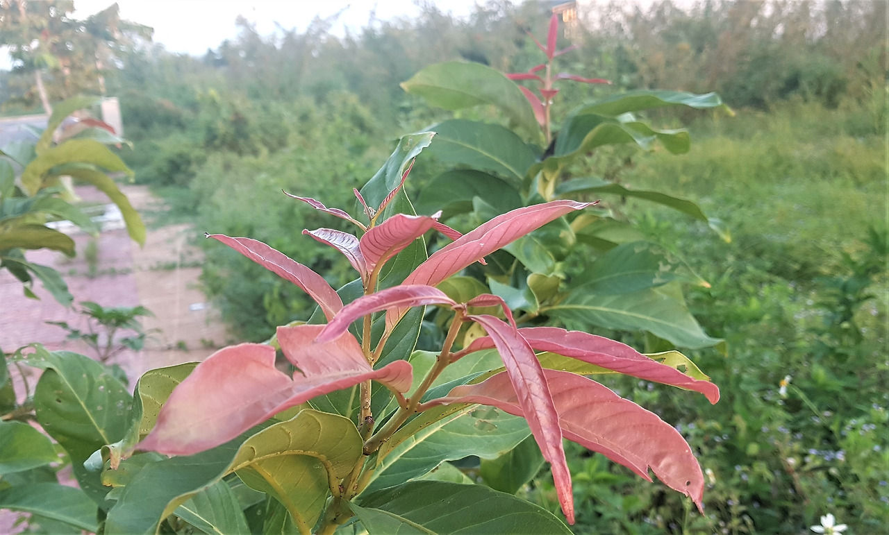 여왕배롱나무 어린 새 잎.jpg