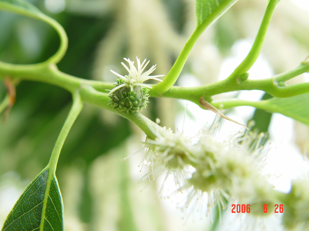 밤 암꽃, 강원도농업기술원 과수원15.jpg