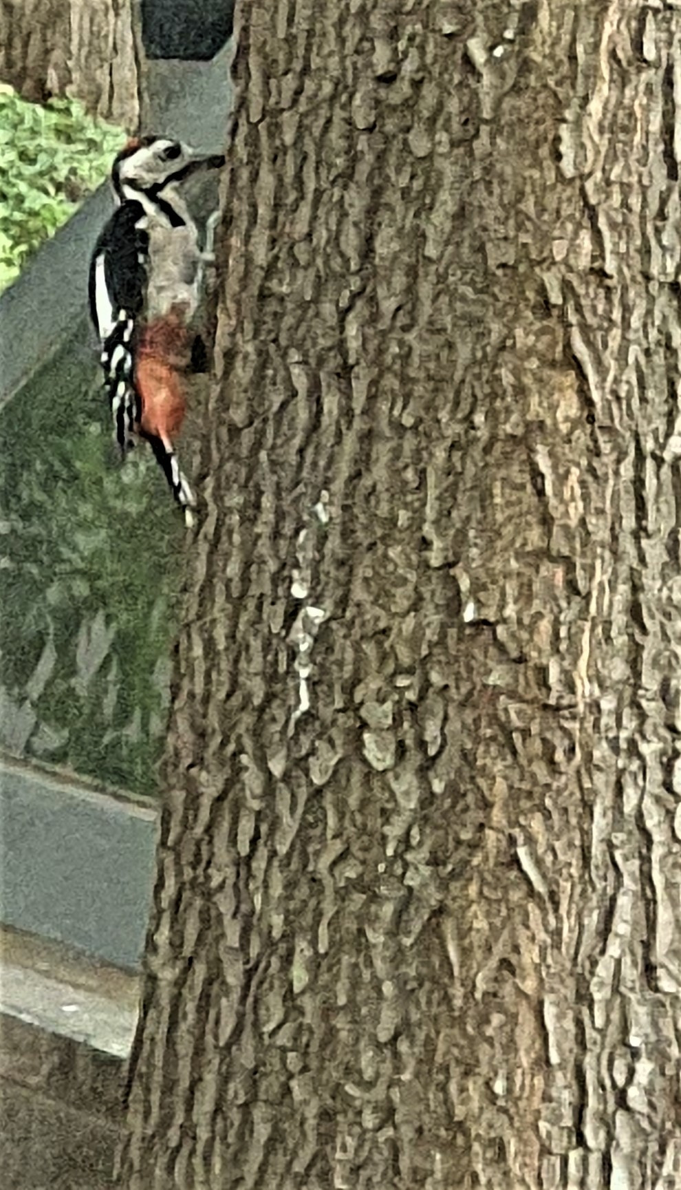 딱따구리, 잠실 리센츠아파트 단지 숲.jpg