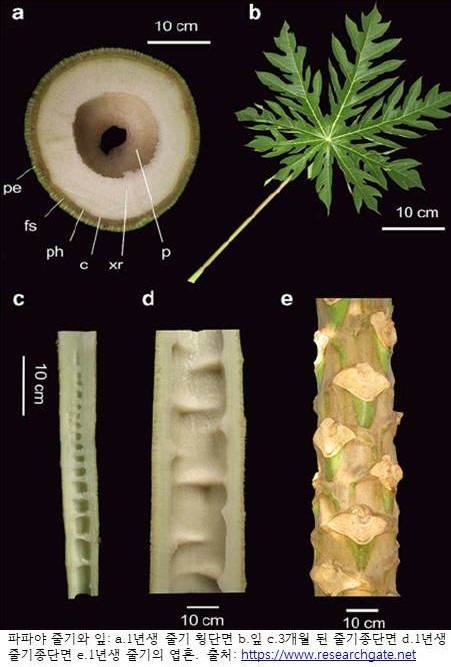 4.파파야 줄기와 잎.jpg