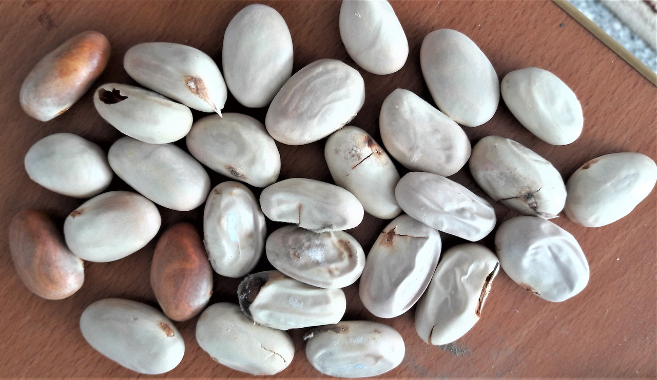 5.마른 씨-적갈색은 하얀 막을 벗겨낸 것임.jpg