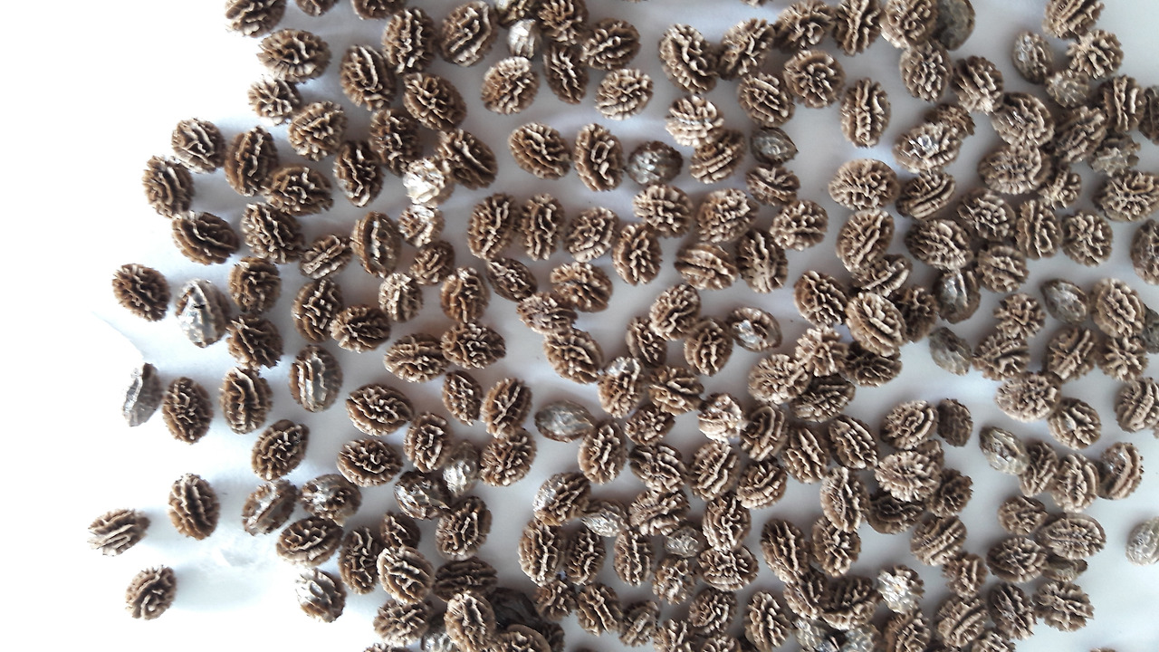 7.젤 같은 물질을 세거하고 말린 씨20171014_132435.jpg