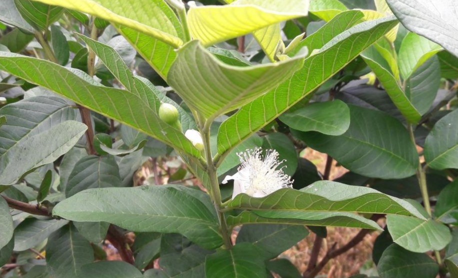 2. 꽃과 잎, 20180602_115004.jpg