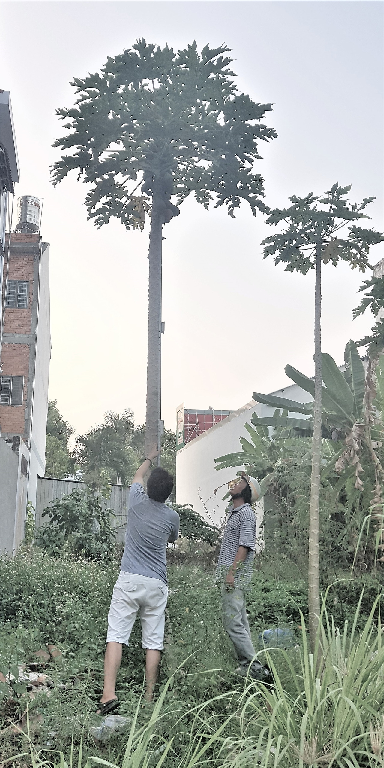 2.3층건물 높이로 키큰 파파야, 20190313_175135.jpg