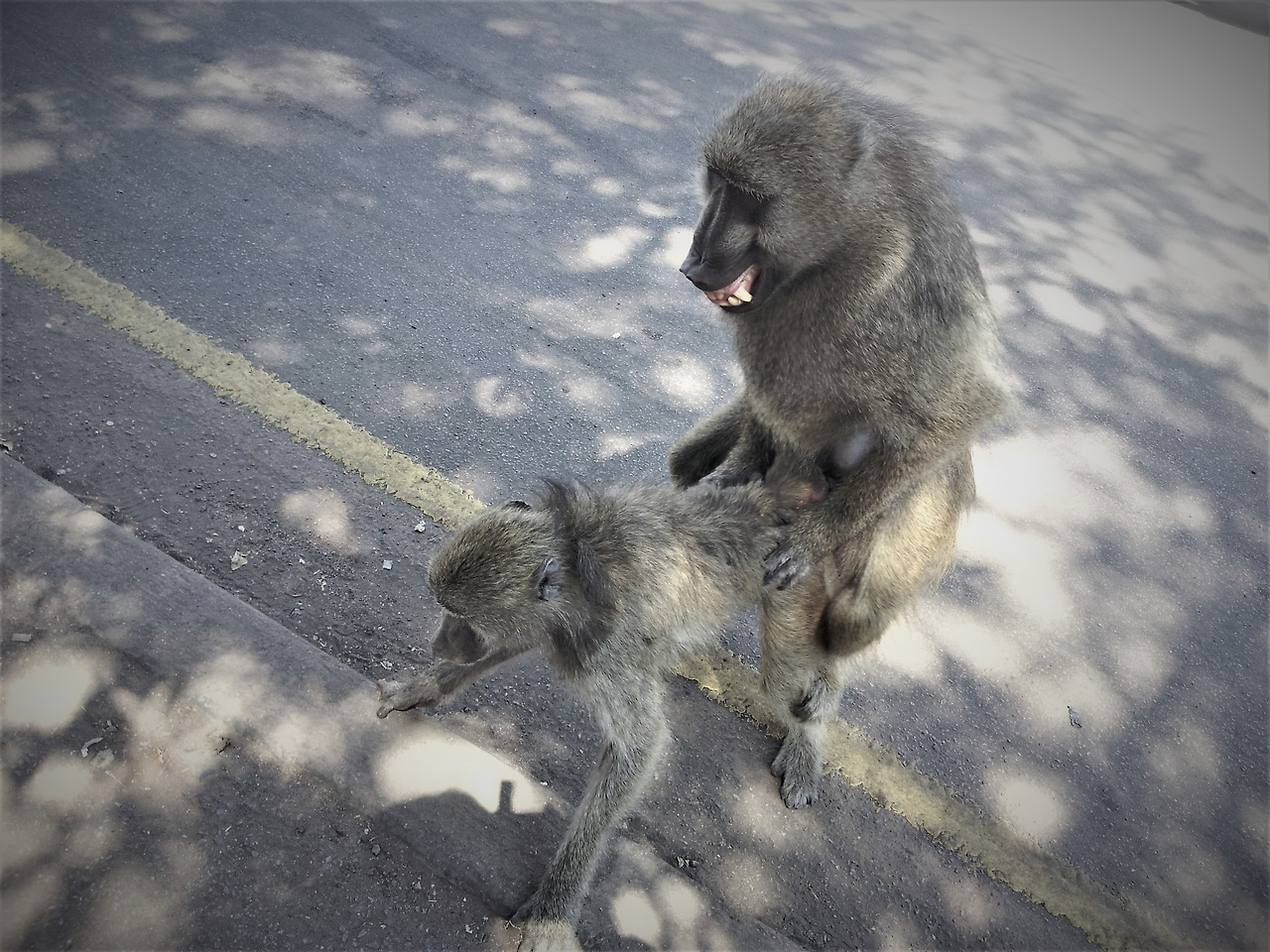 1. 대낮에 성교하는 원숭이,20140805_120931.jpg