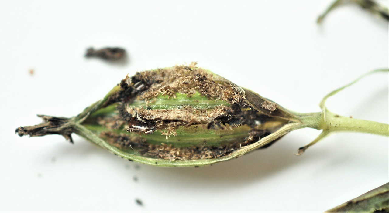 4.은대난초 열매안의 씨, 수목원 생태로10.8.7-8.034. (2).jpg