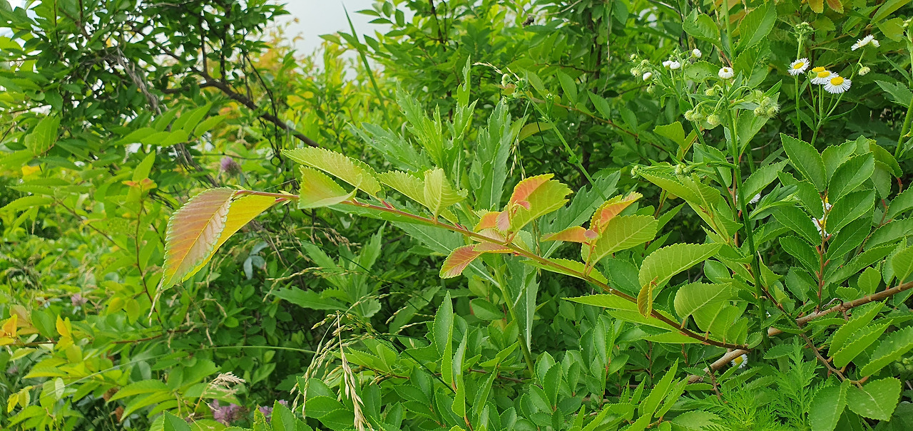 1-3. 잎 어긋나기. 20230607_165947.jpg