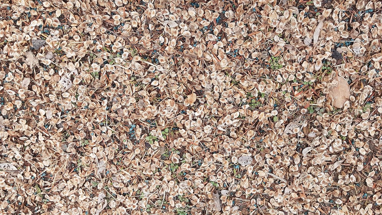 3. 겨울에 떨어져 있는 열매, 20210201_165759.jpg