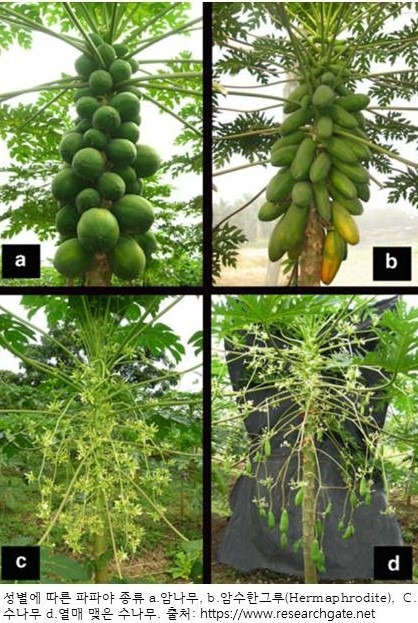 5.성별에 따른 파파야 종류.jpg