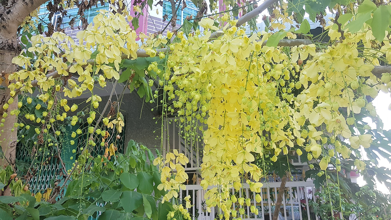 2.발처럼 늘어진 꽃.jpg