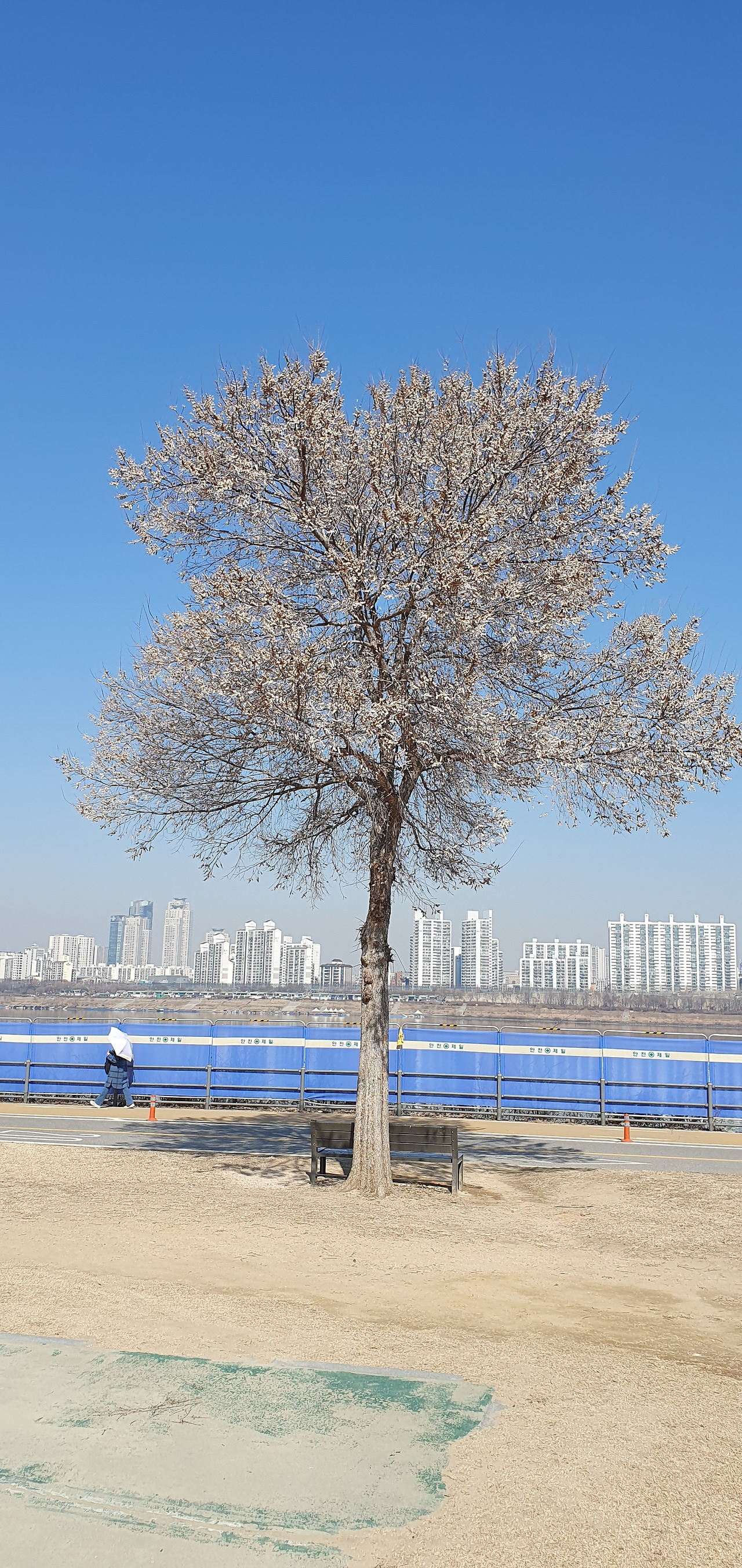 3-3. 눈인듯 꽃이듯한 해 넘긴 열매, 20230227_114008.jpg