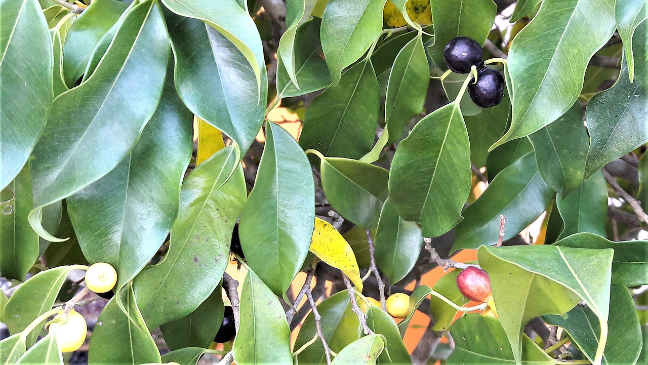 2.열매로 보이는 꽃차례의 숙기별 색의 변화, 베트남 껀터, 2017.11.13.jpg