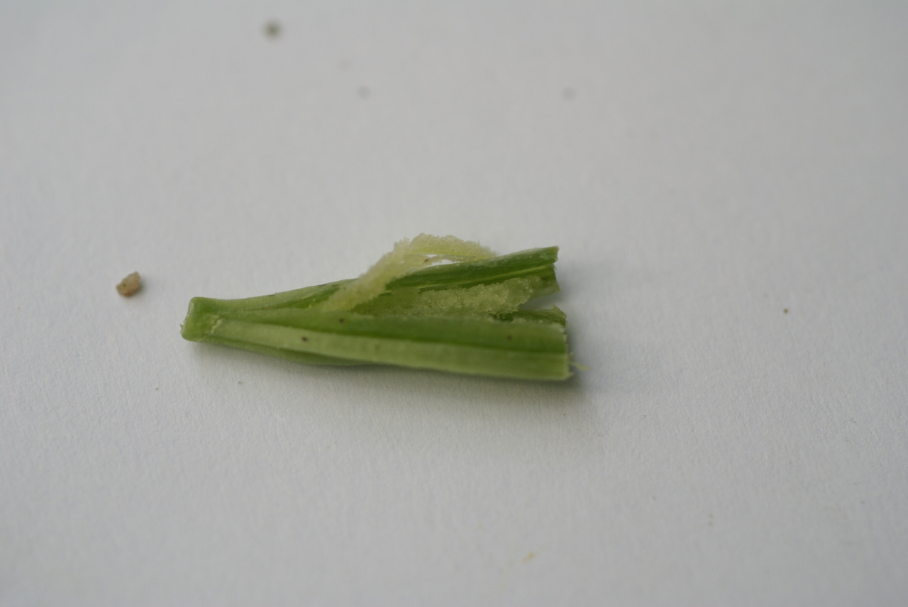 1. 은대난초 어린열매안의 어린 씨,  수목원 생태로 입구 왼쪽 10. 6. 22.034..jpg