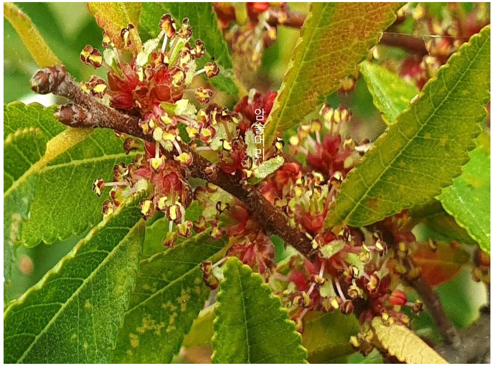 2-6. 참느릅나무 꽃_jpg.jpg