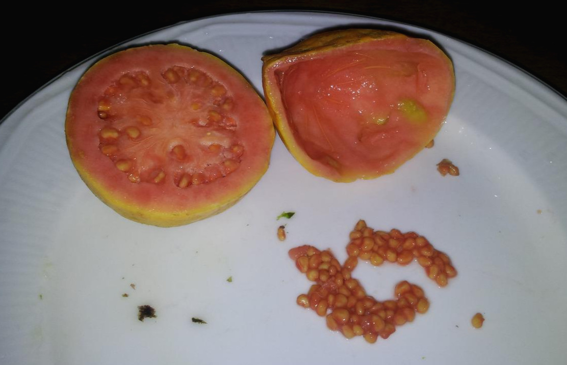 7.핑크 구아바 횡단면과 씨, 2013-03-30 13.22 (2).jpg