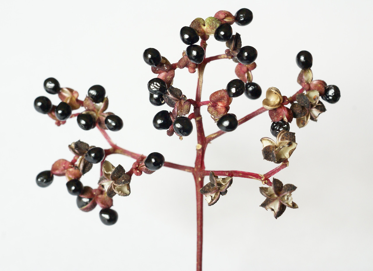 4. 익어 벌어진 열매와 씨. 013.jpg