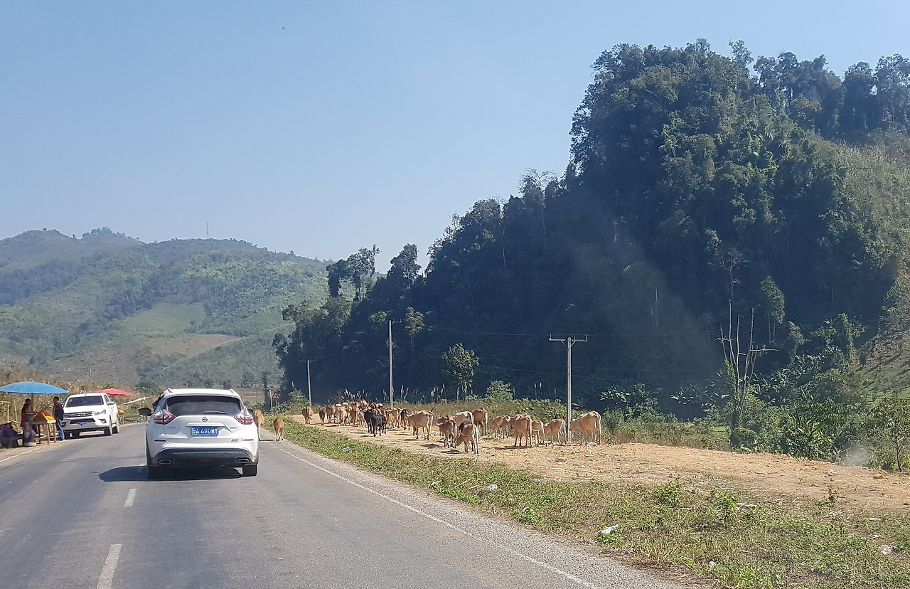 3. 도로를 지나다니는 소 무리, 20190207_112227.jpg