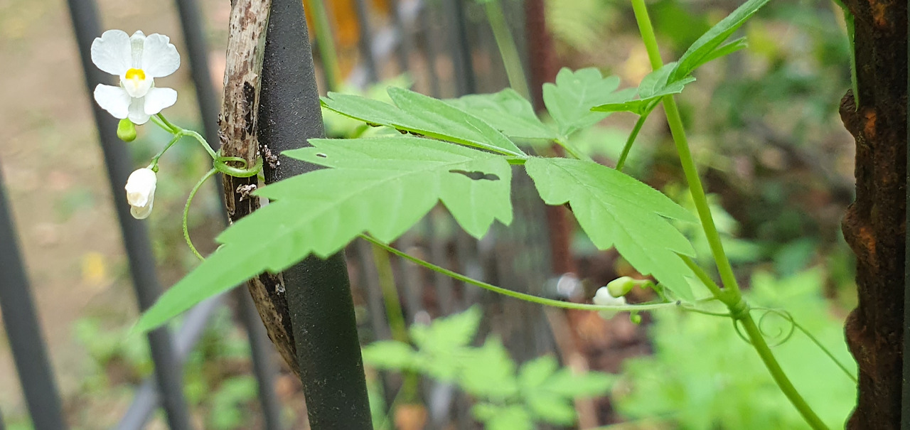 2.꽃대, 덩굴손,꽃. 20250904_160722.jpg