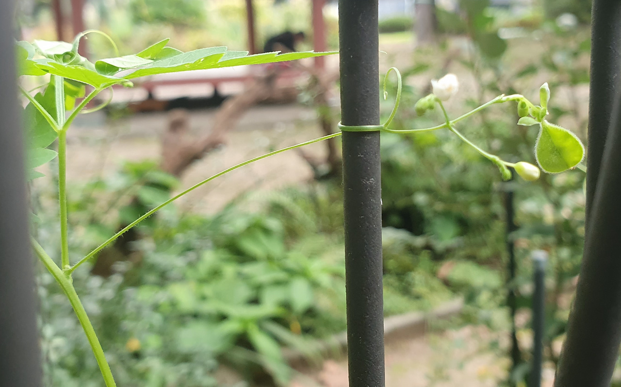 4.꽃대, 덩굴손, 어린 열매, 꽃자루, 녹색 꽃받침 20250922_154709.jpg