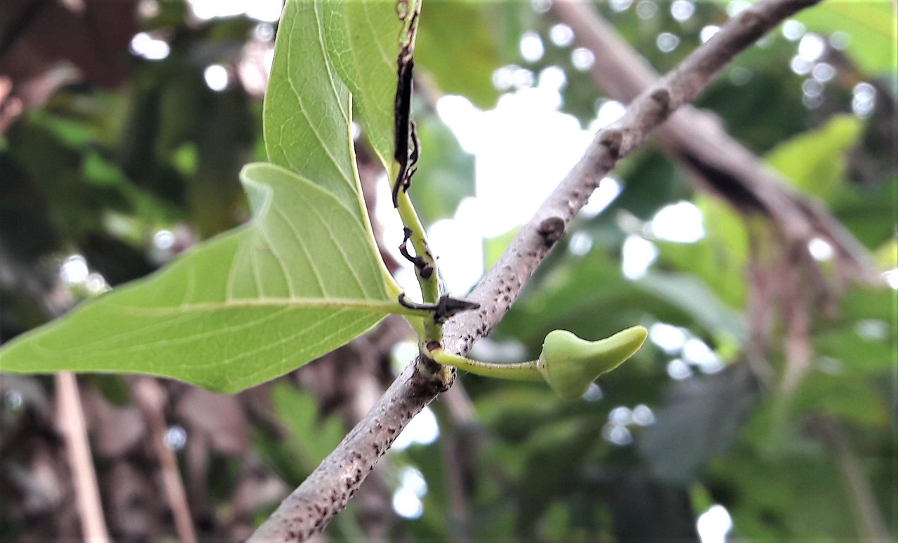 8. 꽃봉오리, 20180214_165952 (2).jpg