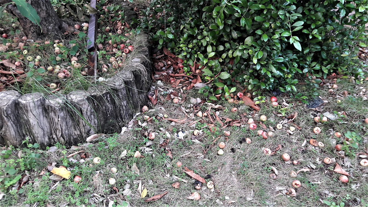 5. 나무 아래 떨어져 나뒹구는 열매, 20180604_173537 (2).jpg