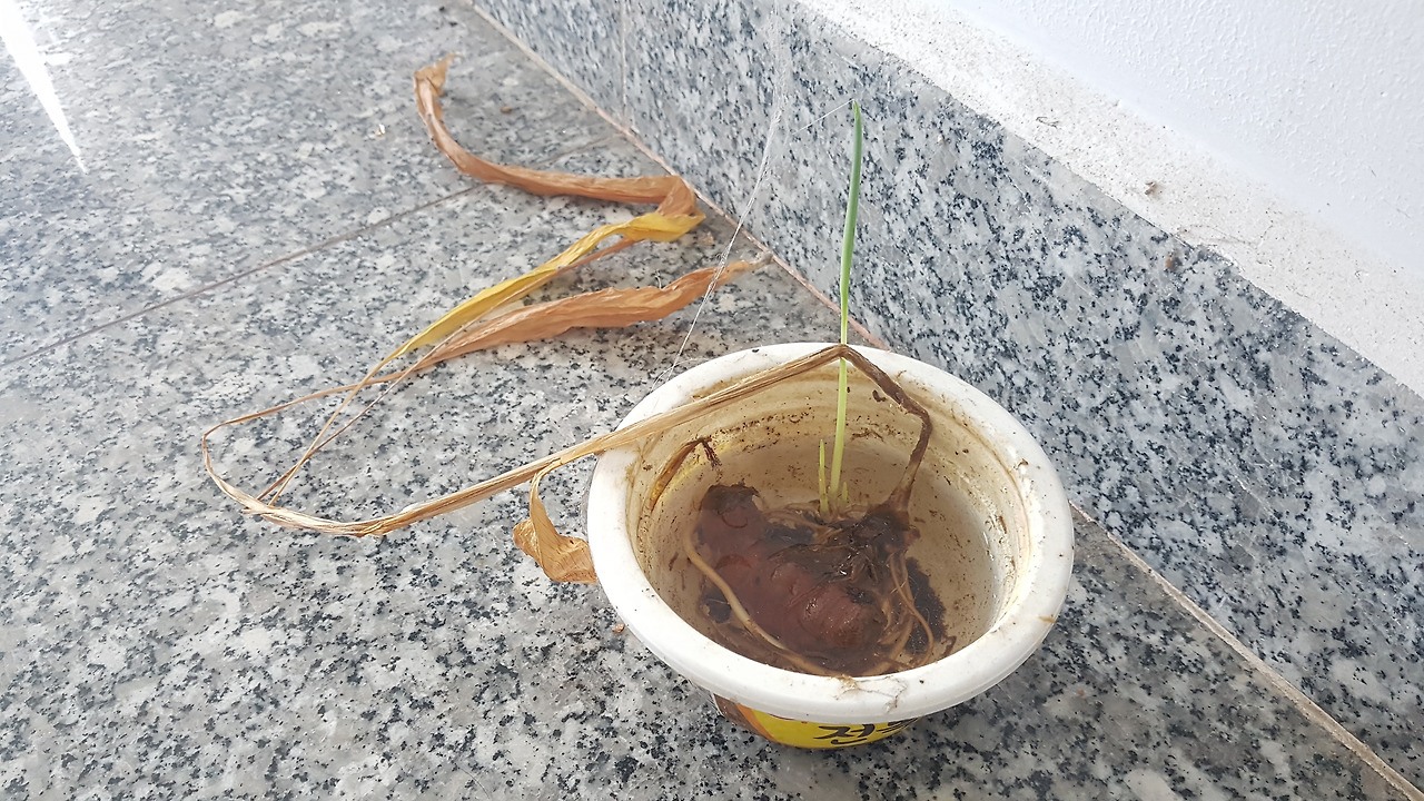 4. 본뿌리에서 나와 자란 것은 죽고 새뿌리에서 나와 자라는 새순..jpg