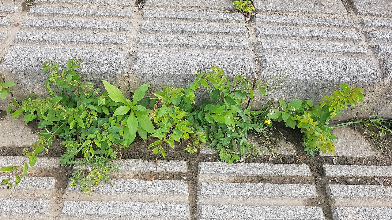 5. 시멘트 계단 틈마다 싹이 나 자라는 참느릅나무, 20210531_171225 (2).jpg