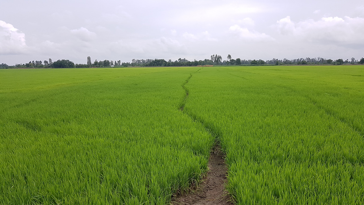 1. 껀터-벼 논 (2019.0.725).jpg