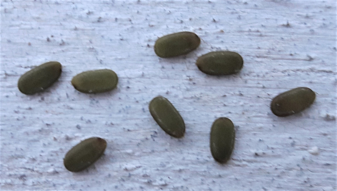 6.미모사피그라 씨.jpg