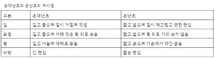 은대난초와 은난초의 차이점.jpg