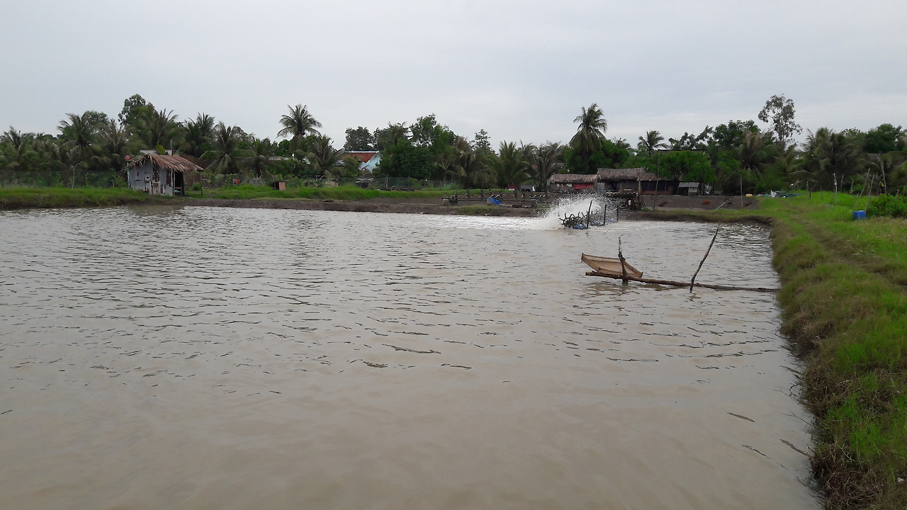 2. 까마우-새우양식장(2018.07.07).jpg