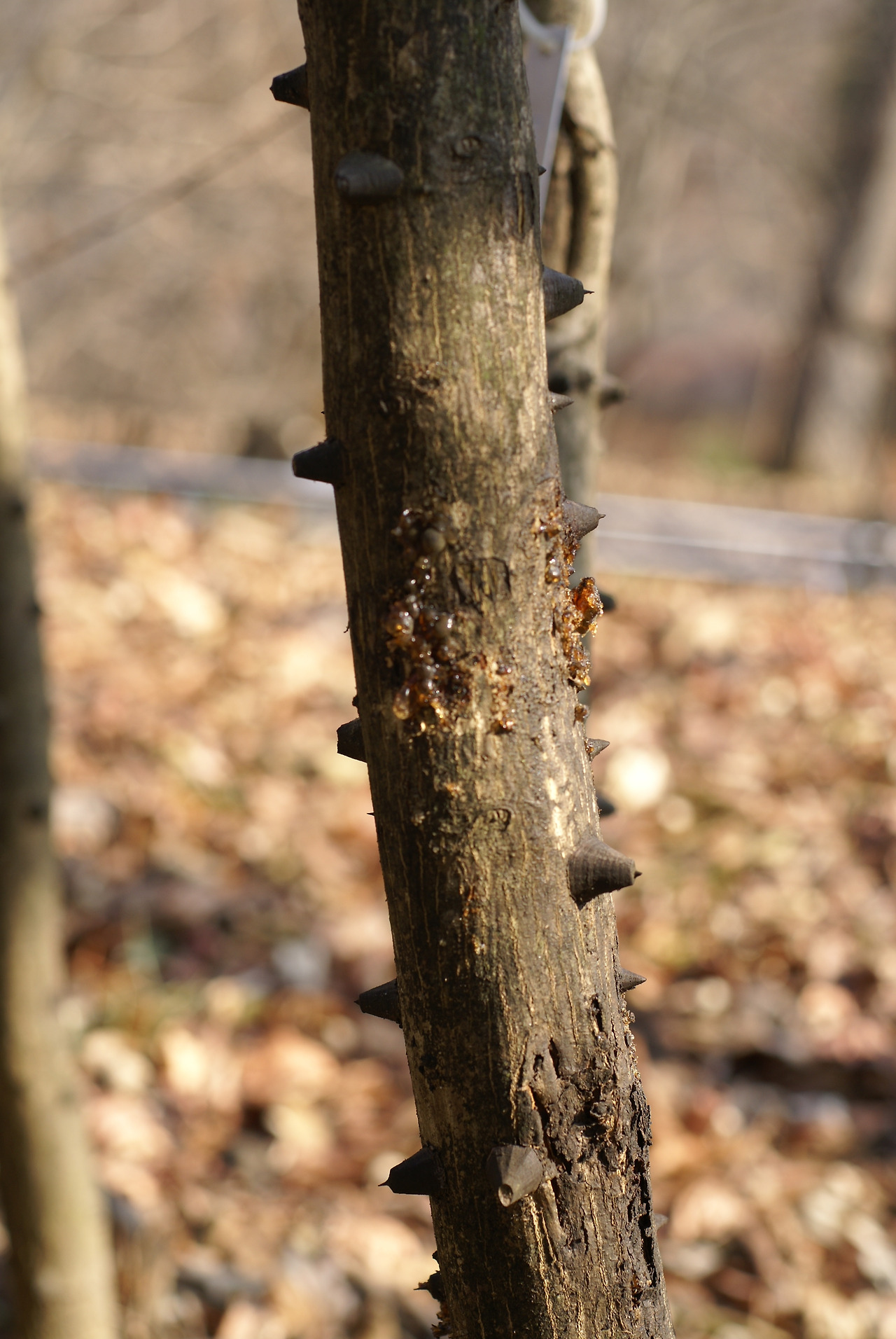 0-1.산초나무 가시 수목원 손으로 만지는 식물원.004..jpg