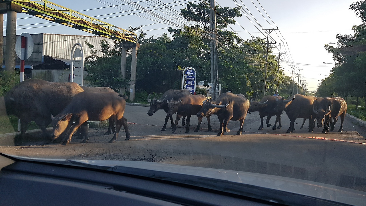 2. 거리를 지나가는 물소 떼, 20181025_165011.jpg