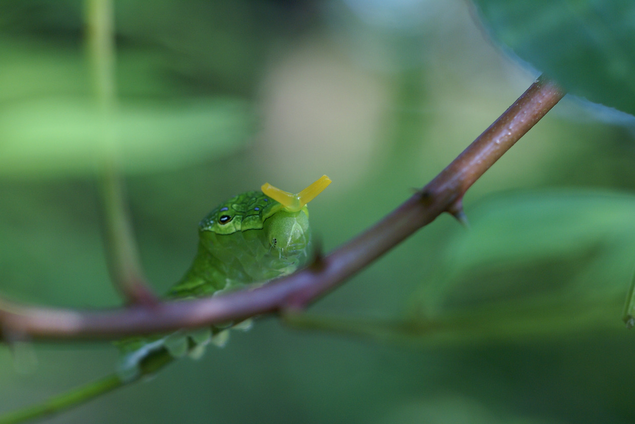 6.산초나무 위의 성난 호랑나비애벌레와 뿔.jpg