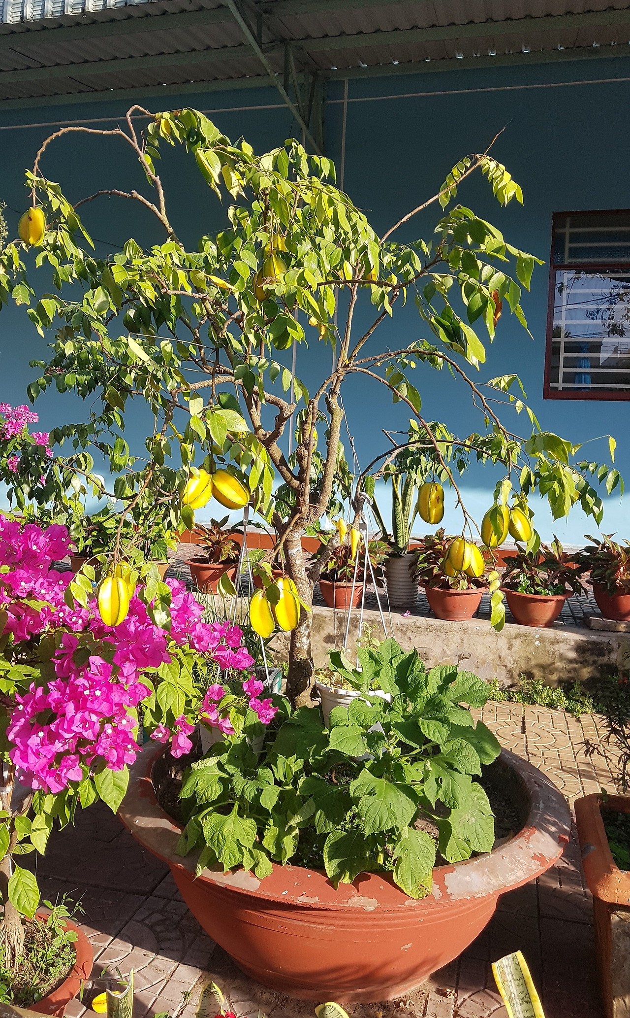 별과일 나무 분재0, 20190217_163238 (2).jpg