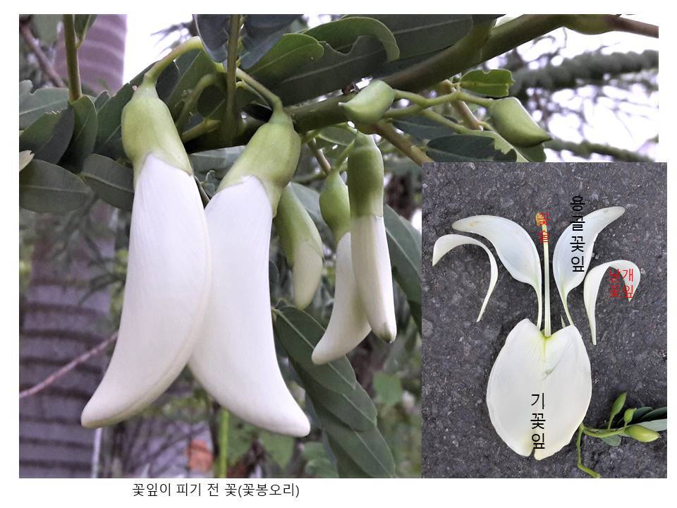 2. 꽃이 피기 전 꽃과 꽃잎 구조.jpg