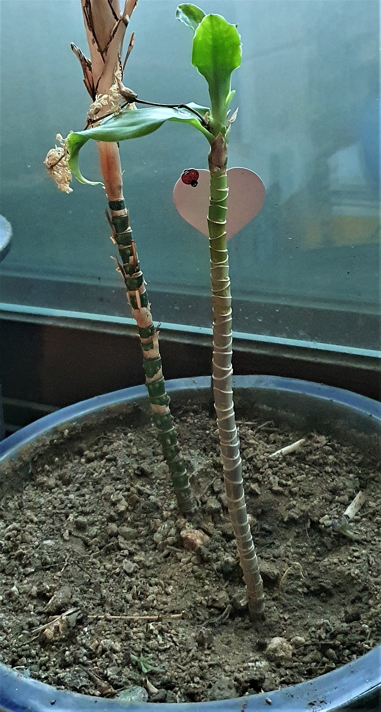 4.화분에 심은 꽃이 시든 줄기가  새순을 내고 자람, 20230709_105457 (2).jpg