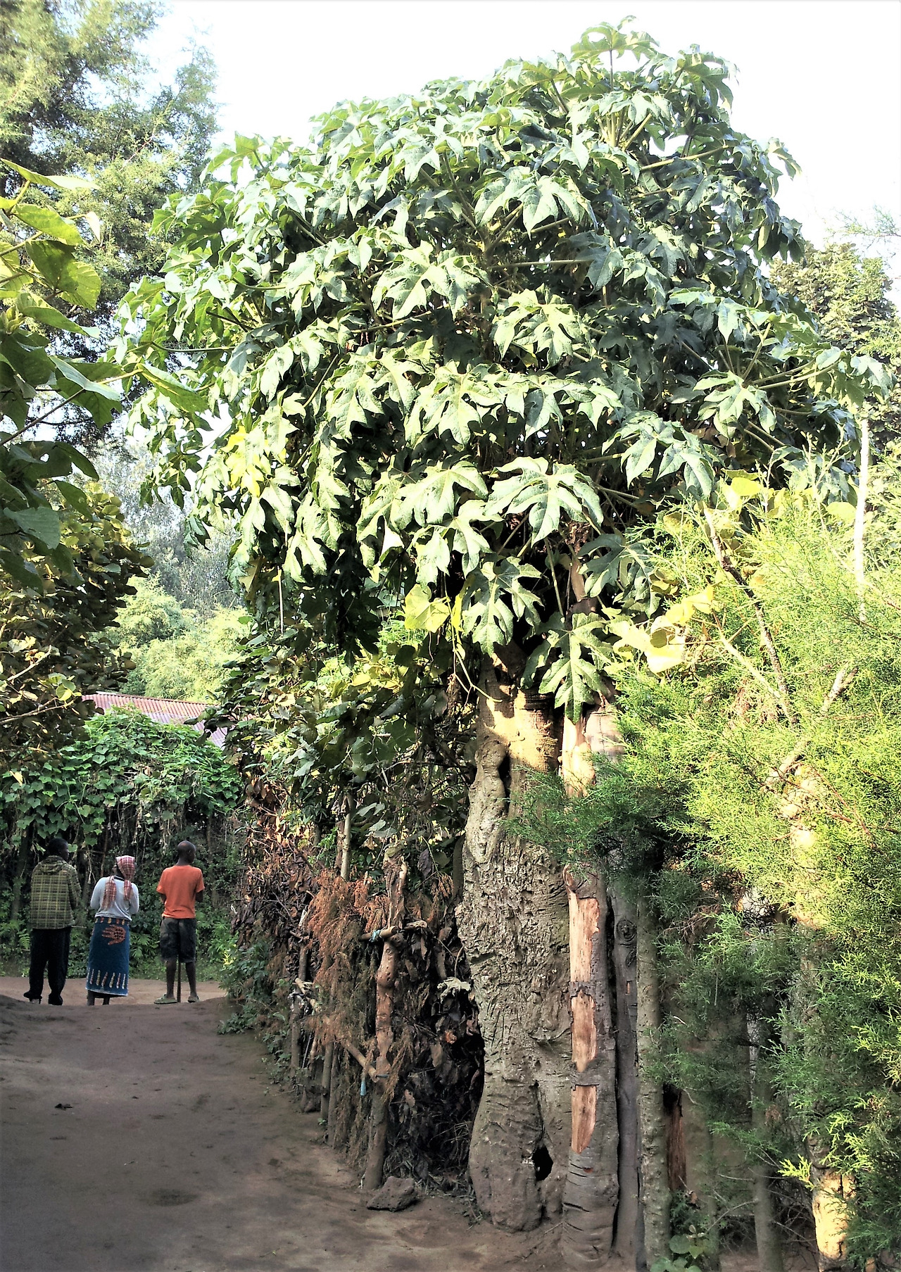3.줄기 밑동 지름이 40cm가 넘는 파파야, (2015.01.08. 르완다).jpg