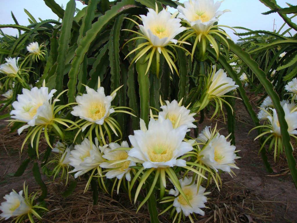 4. 흰용과 식물과 꽃, Hylocereus-undatus-Dragon-Fruit1.jpg