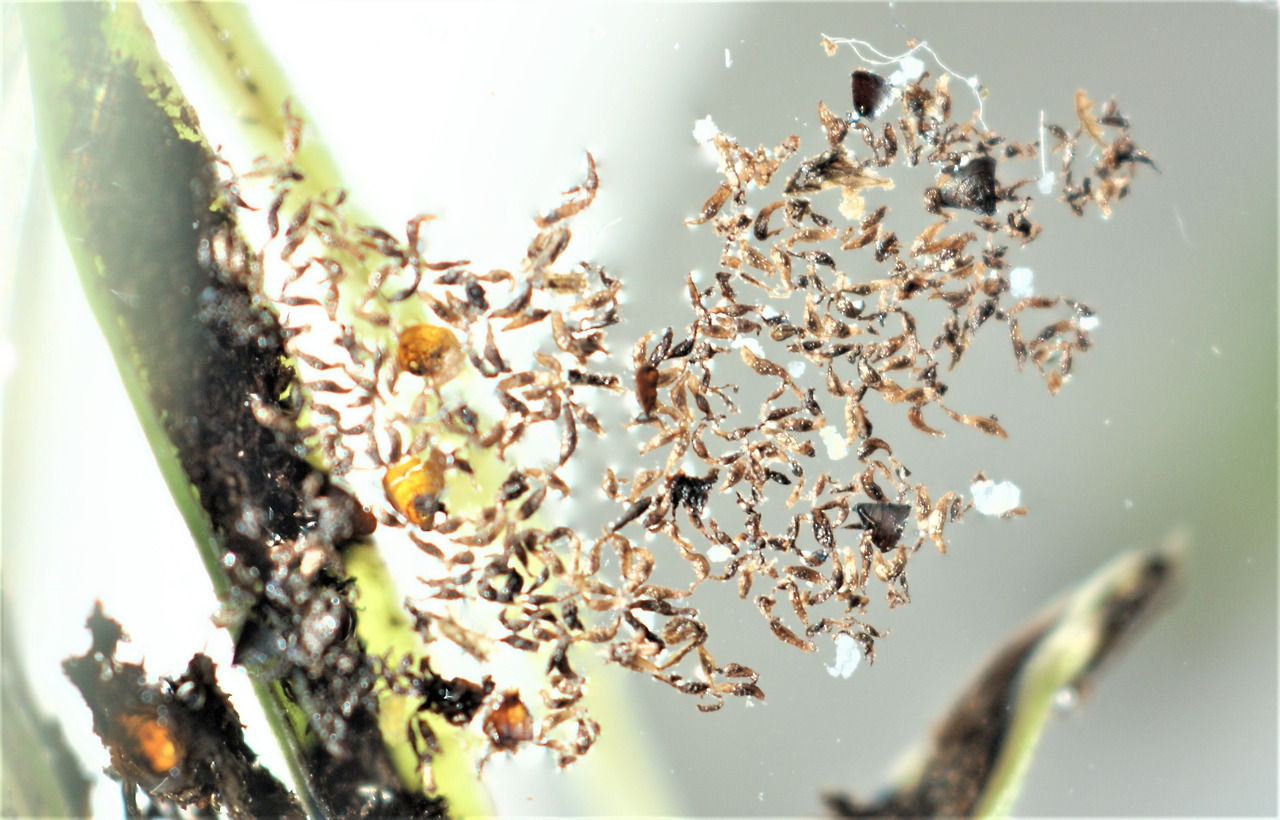 3.물위에 떠 있는 은대난초 씨.jpg