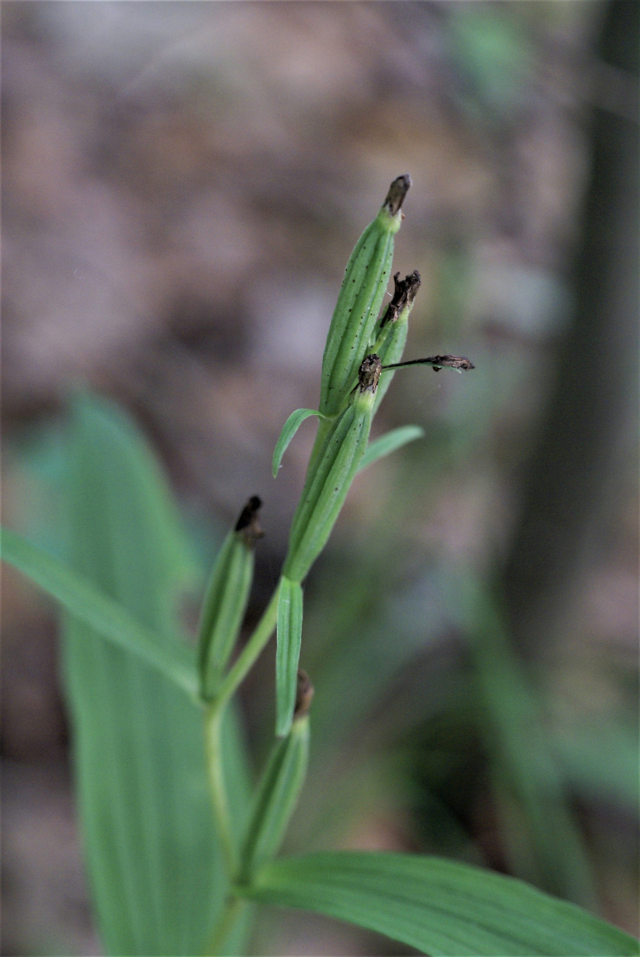 1.은대난초 어린열매  수목원생태로입구 전나무길쪽 10.6.29.001. (2).jpg
