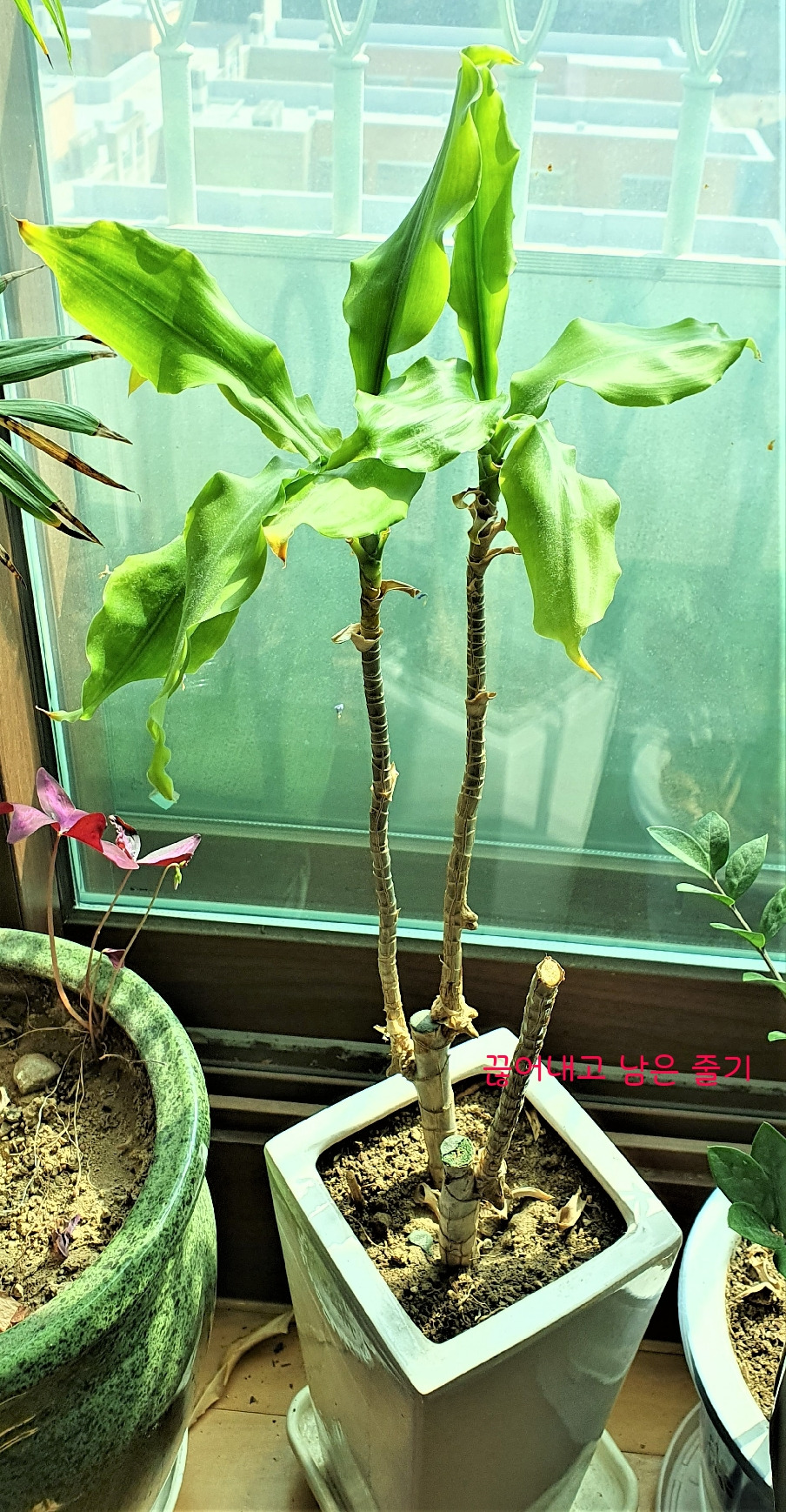 2.키가 큰 줄기 1개를 끊어내고 남은 줄기와 행운목,20230303_114550 (2).jpg