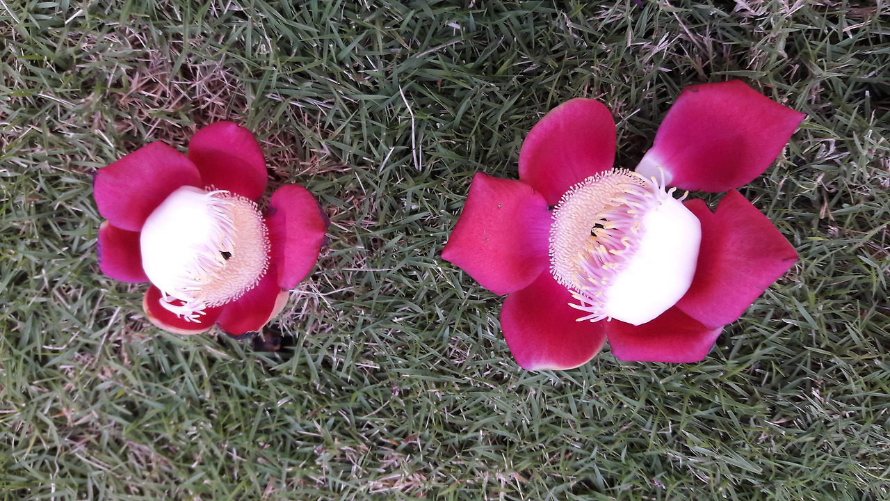 2. 바닥에 떨어진 살라꽃, 20180112_174348.jpg