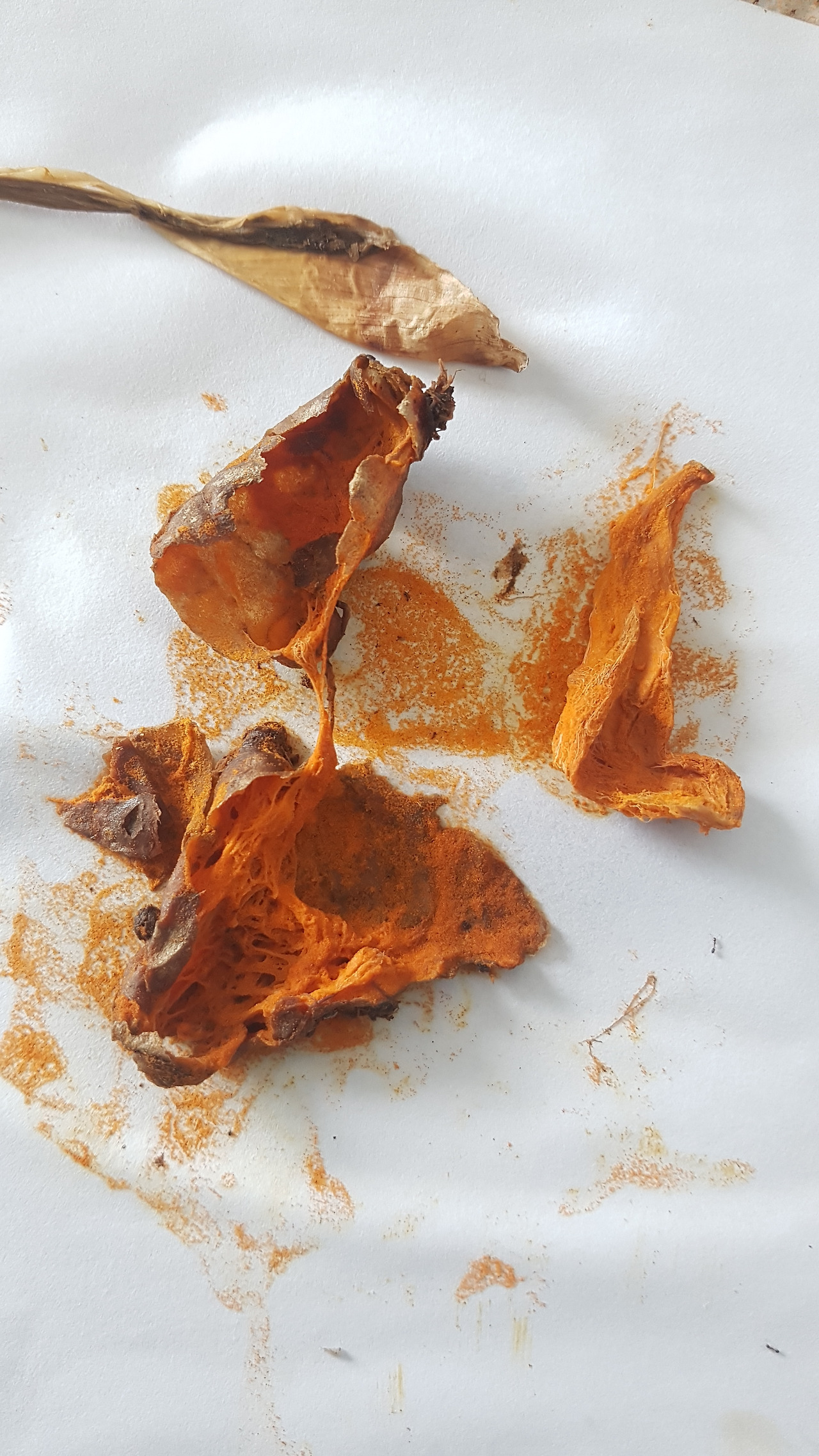 6. 줄기와 잎이 죽고 난 뒤 껍질만 남은 본 뿌리.jpg